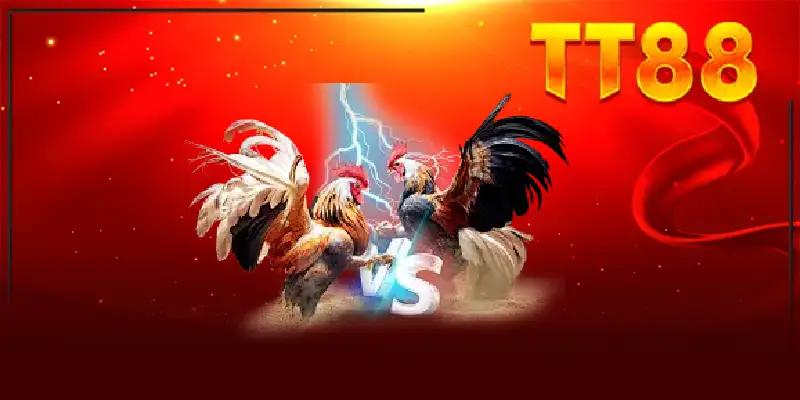 Tìm hiểu để nắm bắt đá gà TT88 mới nhất 2026